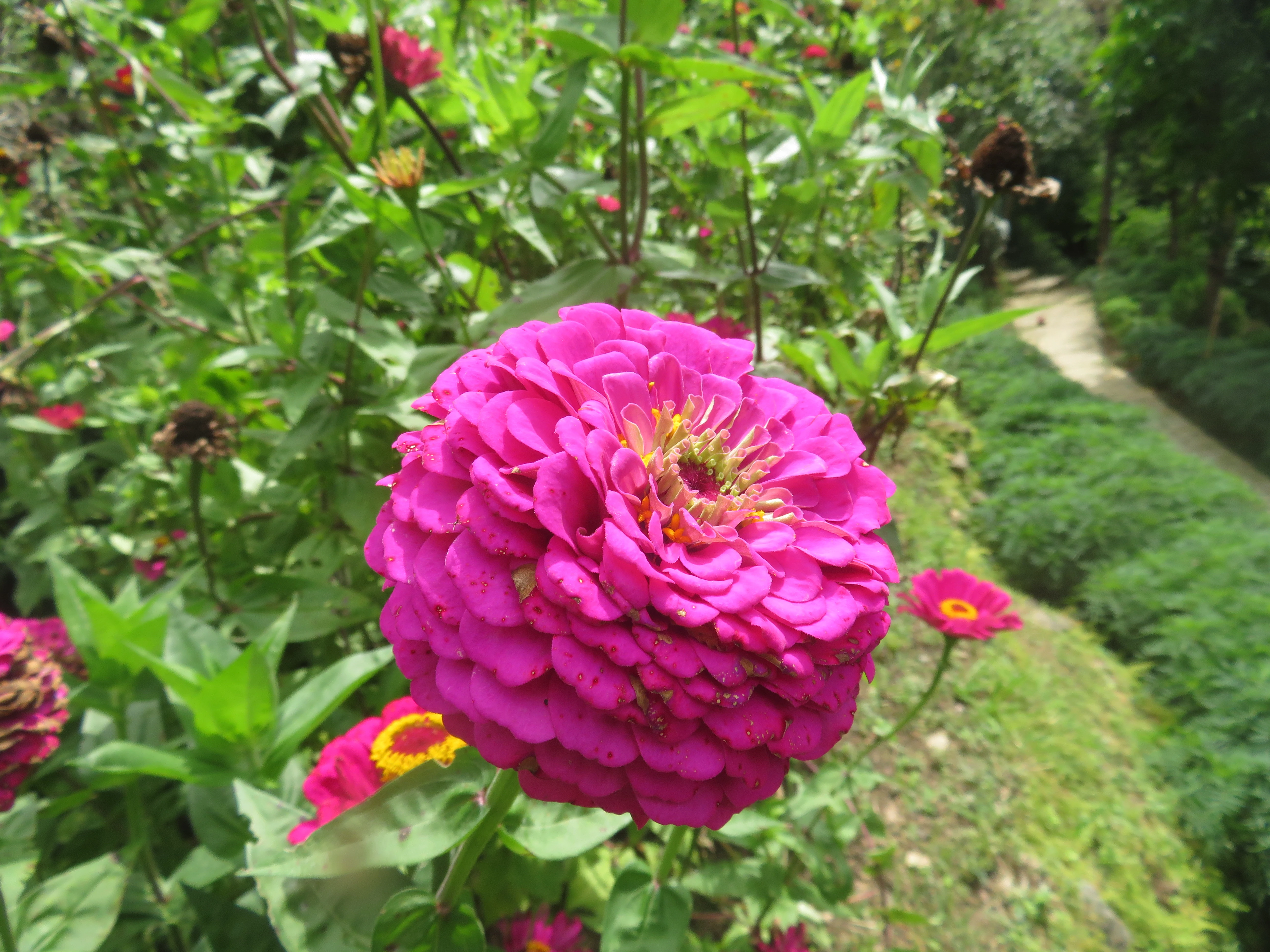 plant research center salyan