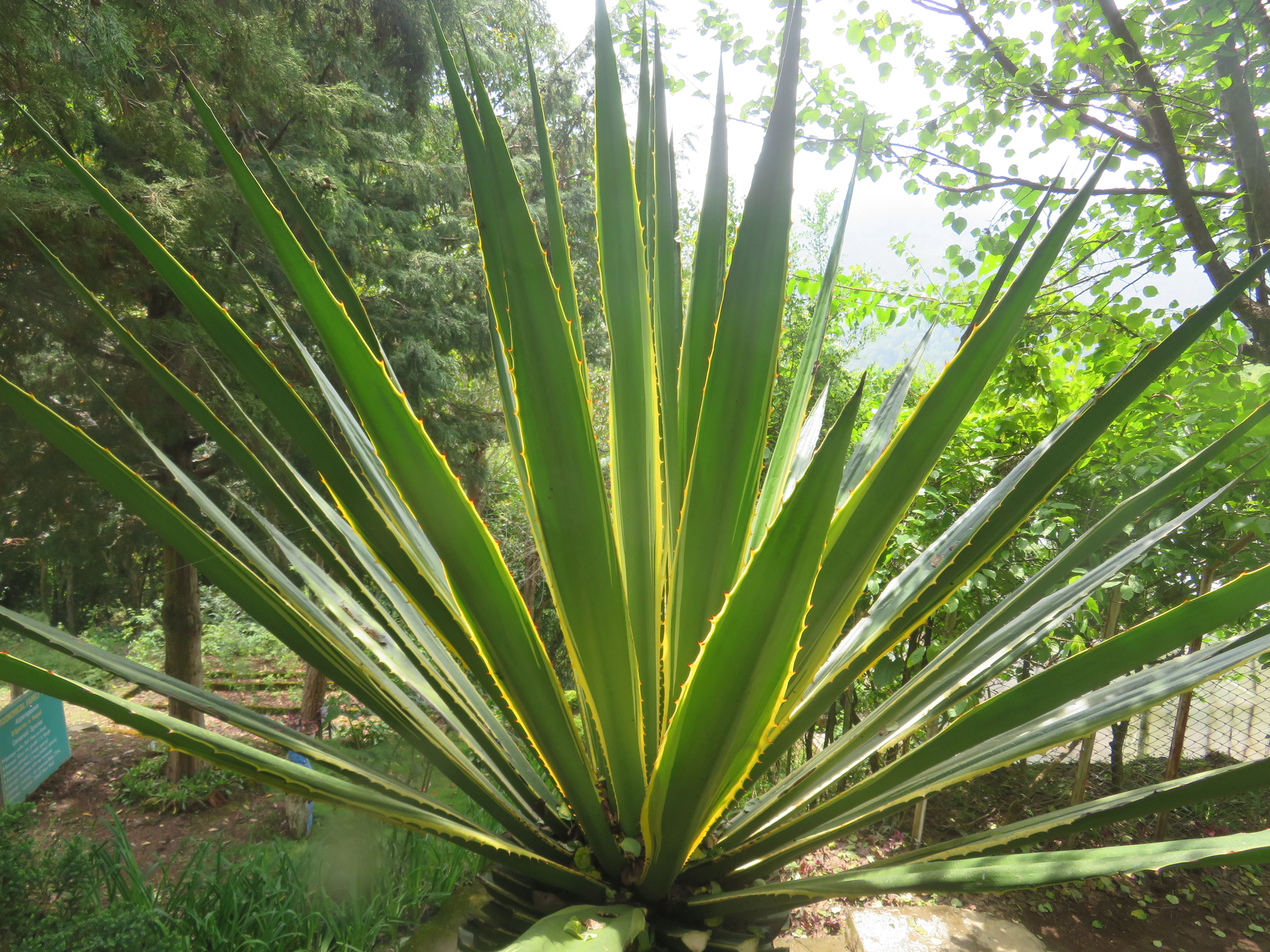 plant research center salyan